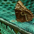 lifespan