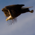 hunt